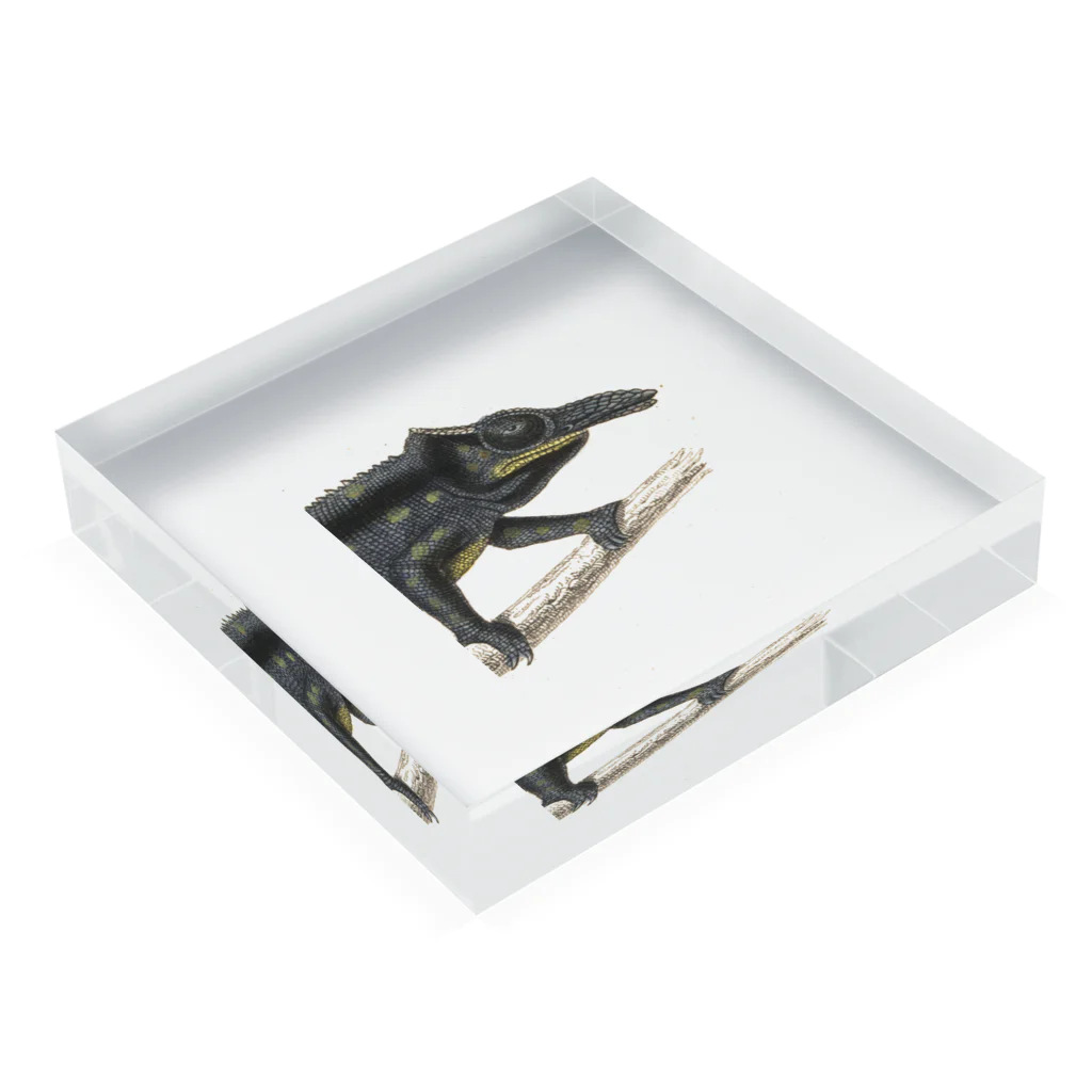 J. Jeffery Print Galleryのカメレオン君 Acrylic Block :placed flat