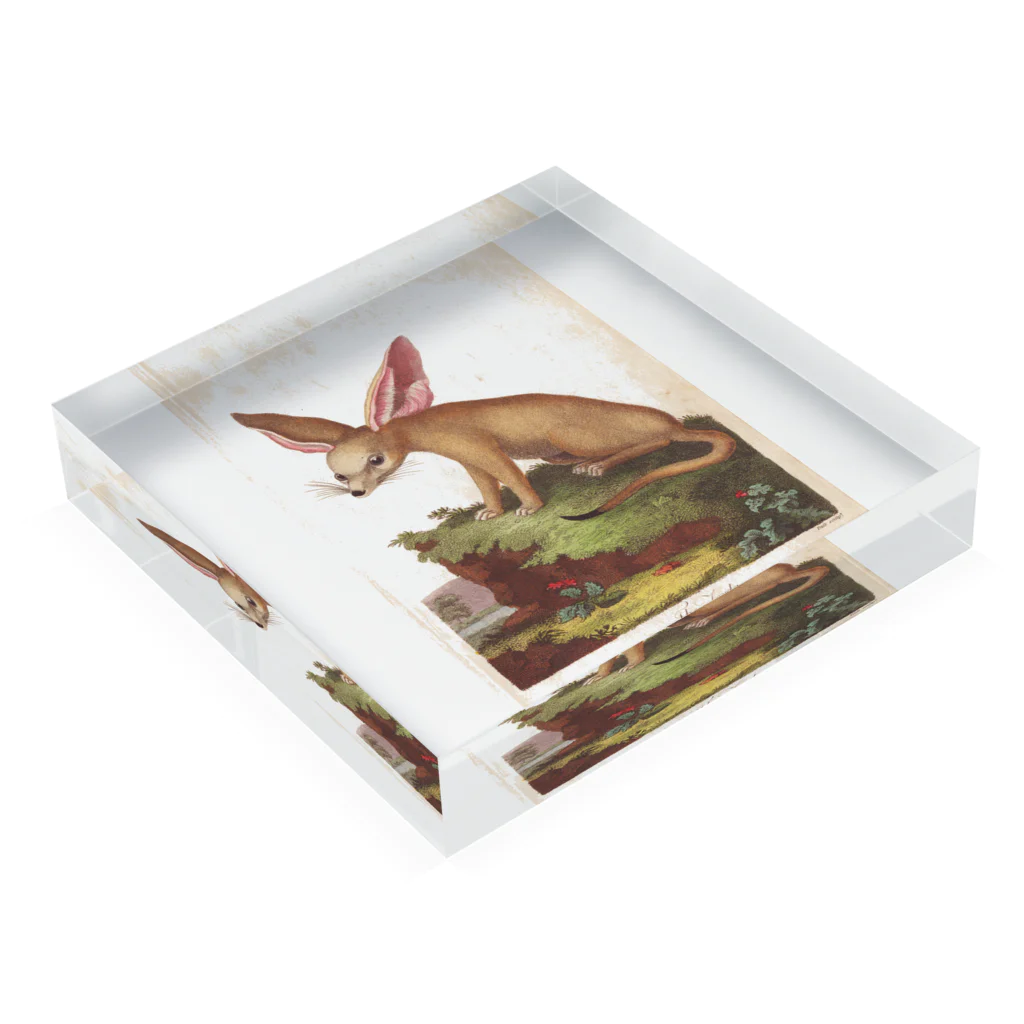 J. Jeffery Print Galleryのフェネックギツネ Acrylic Block :placed flat