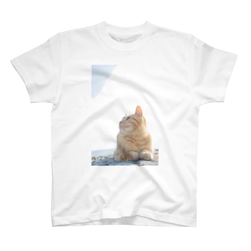 猫写真家　森永健一 にゃんこ屋 SUZURIストアのみつめる スタンダードTシャツ