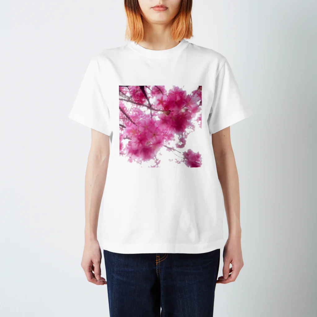 mayの河津桜 スタンダードTシャツ