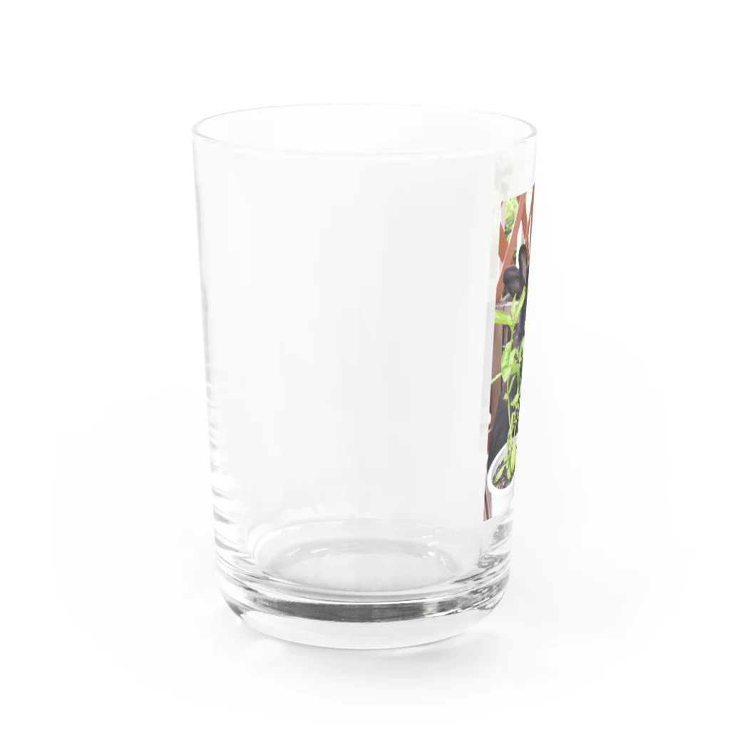 Yo+Ichiro.Universe.Artの黒うさぎとハーブ Water Glass :left