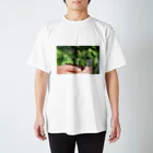 higekenのひまわりの芽 スタンダードTシャツ
