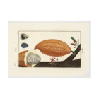 J. Jeffery Print Galleryのカカオ豆 Stickable Poster :horizontal position