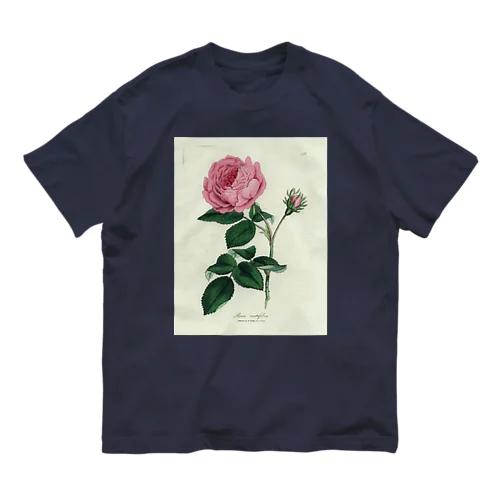 ロサ・センティフォリア Organic Cotton T-Shirt