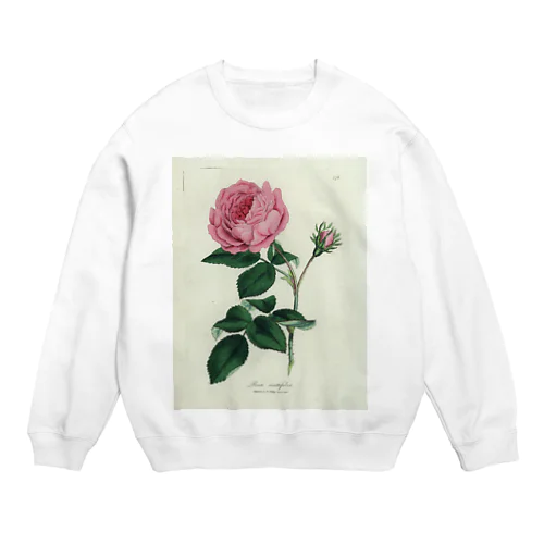 ロサ・センティフォリア Crew Neck Sweatshirt