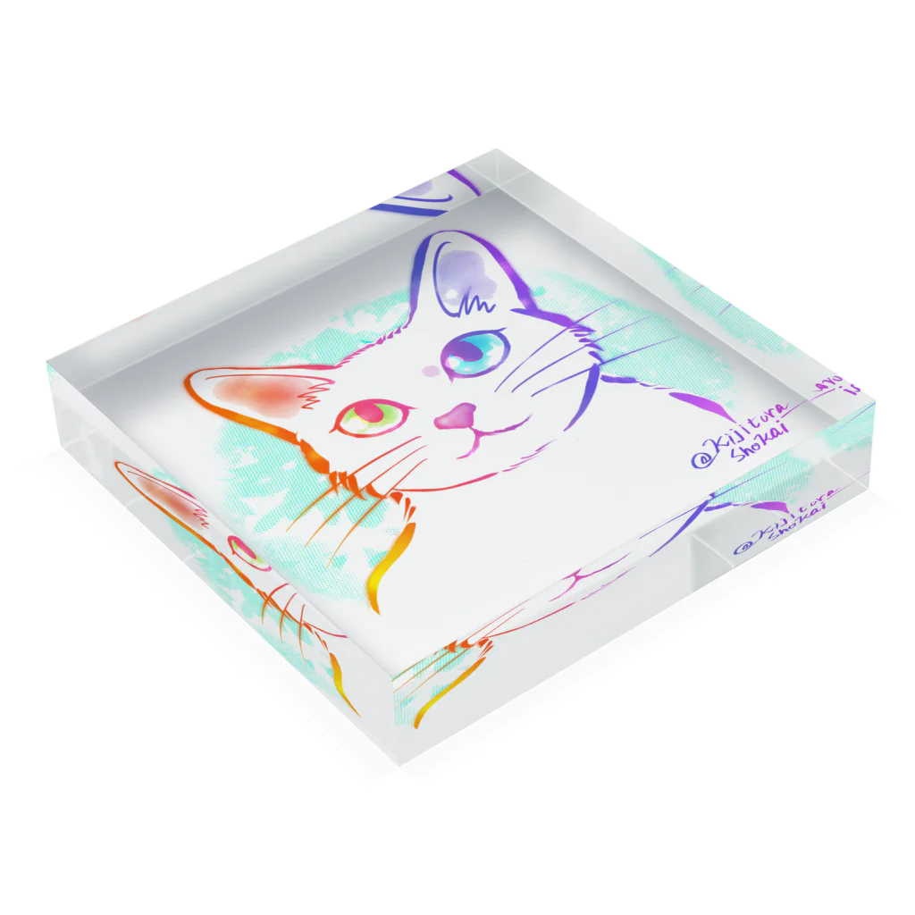 キジトラ商会のオッドアイ☆ポティビィ Acrylic Block :placed flat