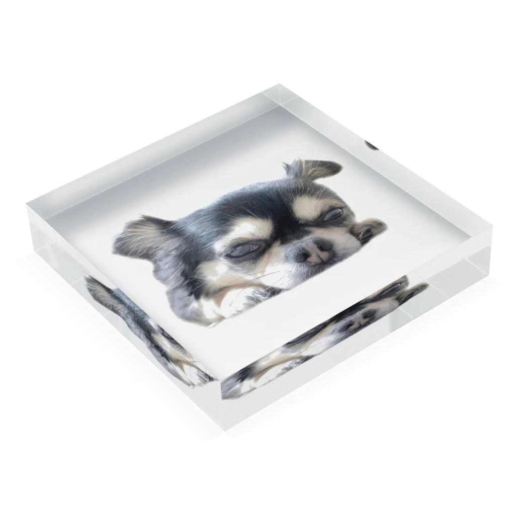 【ホラー専門店】ジルショップの可愛いチワワ＊犬＊わんこ＊動物 Acrylic Block :placed flat