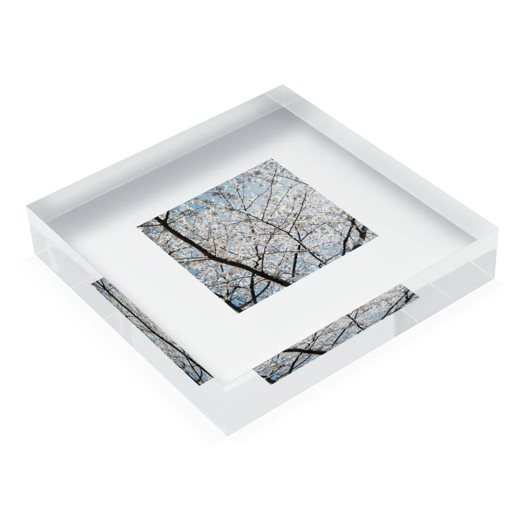 nature cubesのはる Acrylic Block :placed flat