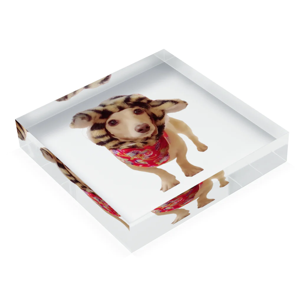 まみたすの愛犬写真・手描きSHOPのきなこ Acrylic Block :placed flat