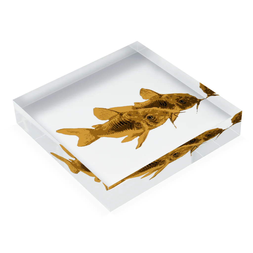 ろみのCorydoras Mania ver.赤コリ Acrylic Block :placed flat