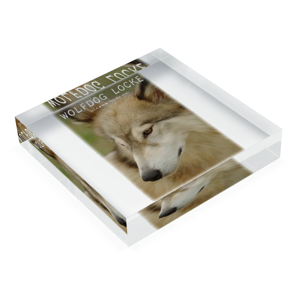工房斑狼の狼犬ロックフォト Acrylic Block :placed flat
