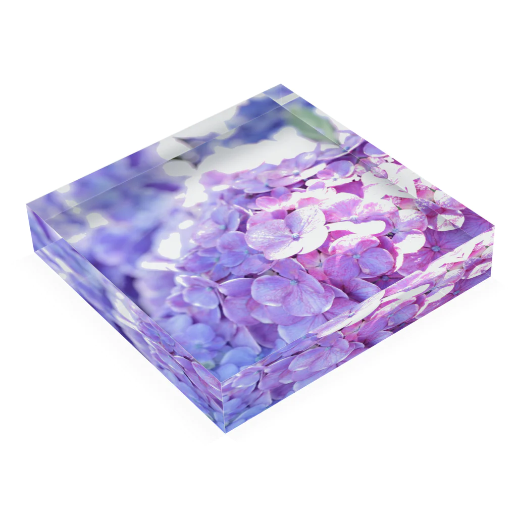 depth blueのhydrangea -a Acrylic Block :placed flat