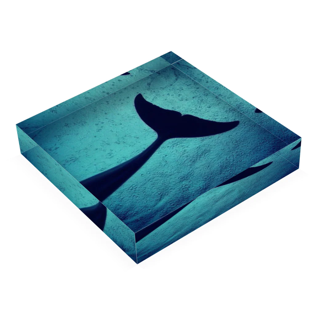 sheseesseaのdolphin Acrylic Block :placed flat