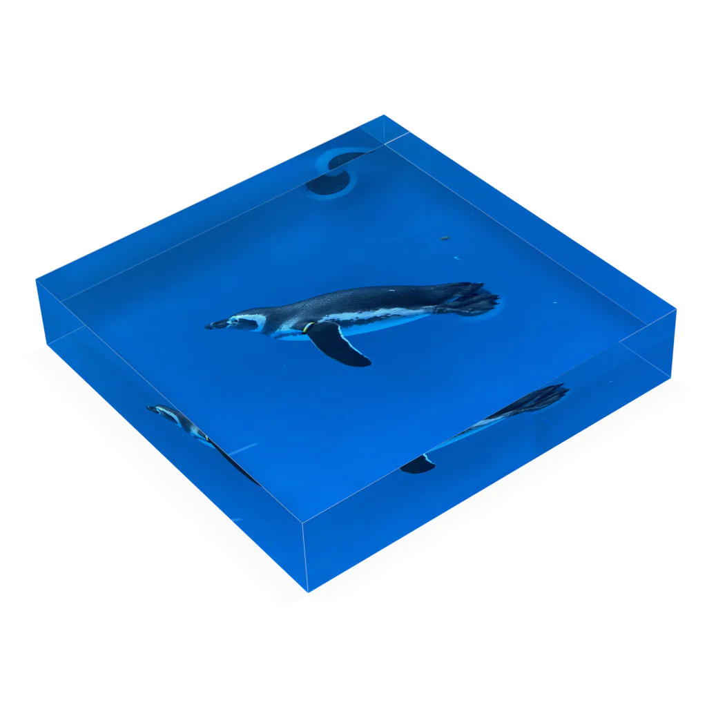 ひであのすずしいマゼランペンギン Acrylic Block :placed flat