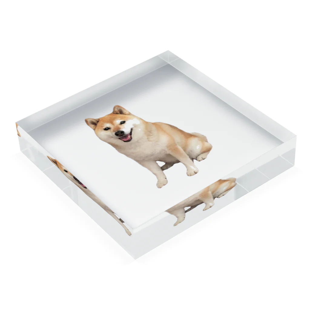 azu azureの柴犬チビちゃん Acrylic Block :placed flat
