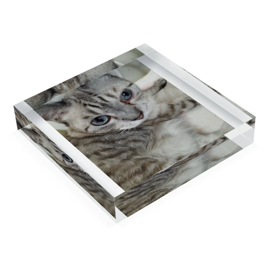 ねこの森でお散歩のフッワフワのシャムミックス Acrylic Block :placed flat