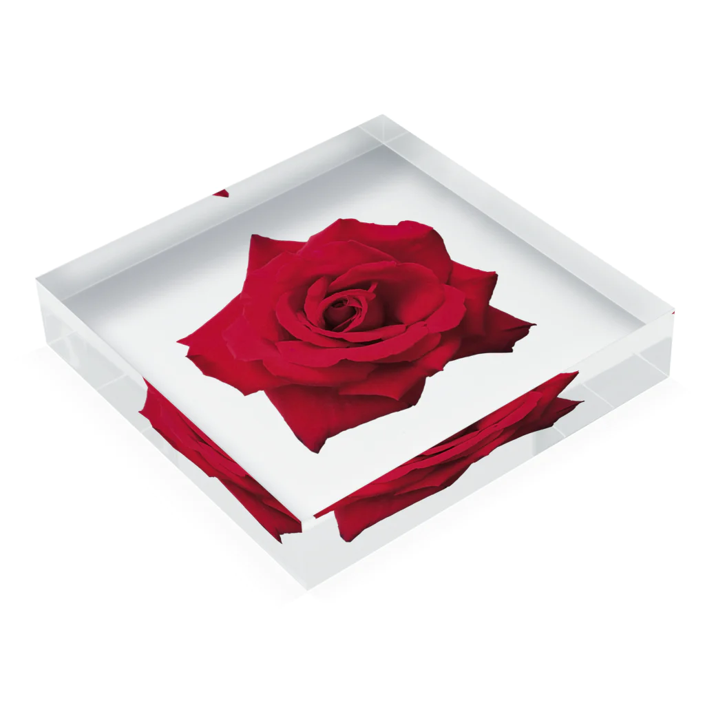 motchamの花の写真 薔薇 Acrylic Block :placed flat