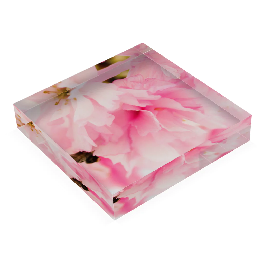 JxNのSakura Acrylic Block :placed flat