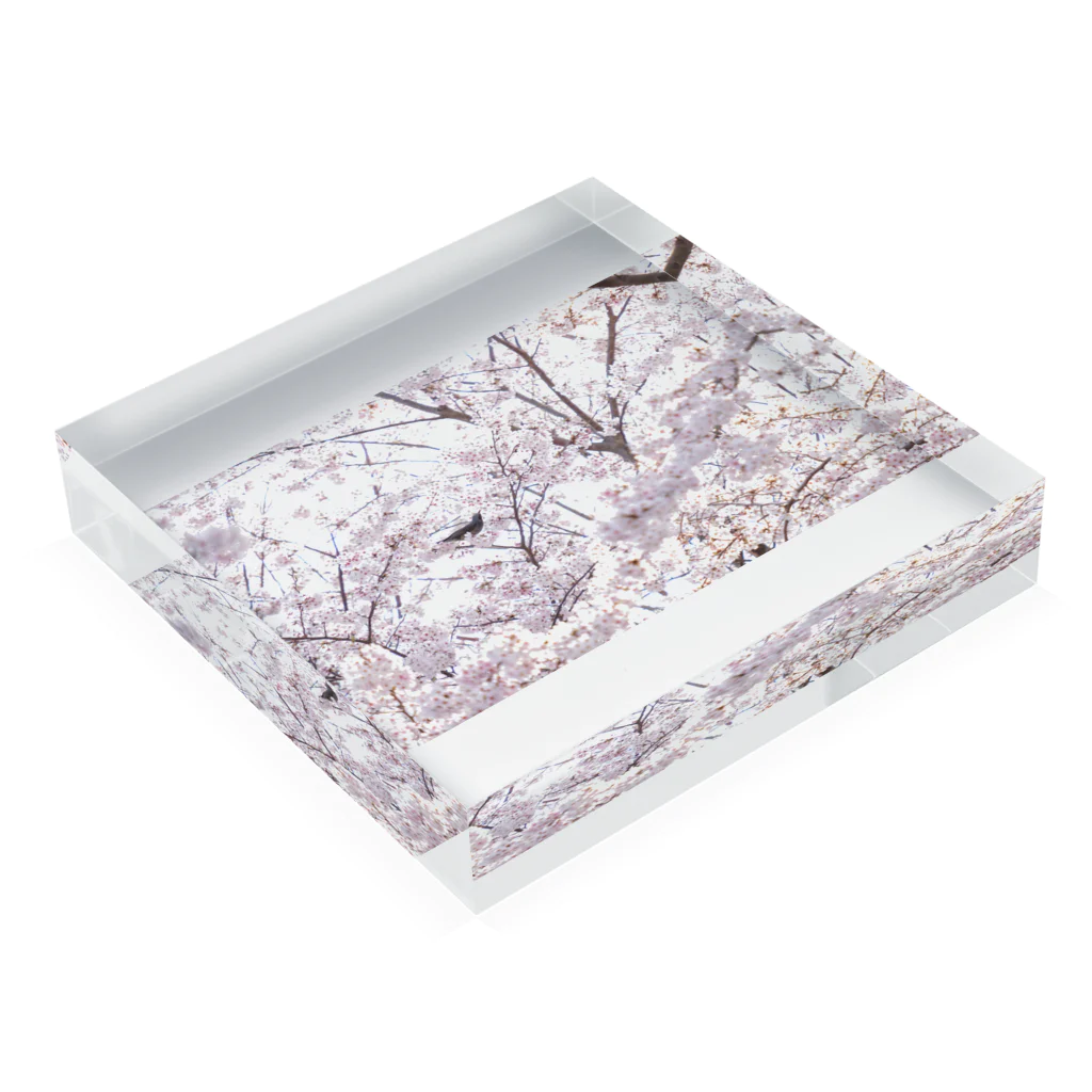 mizu__tamaの桜とヒヨドリ Acrylic Block :placed flat