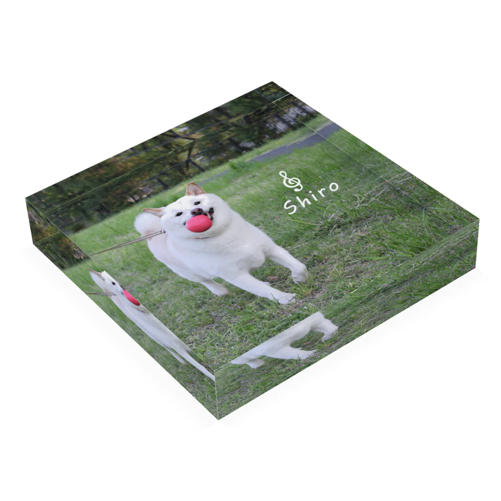 要田詩織のモフShop🐕の白柴シロと緑とボール Acrylic Block :placed flat