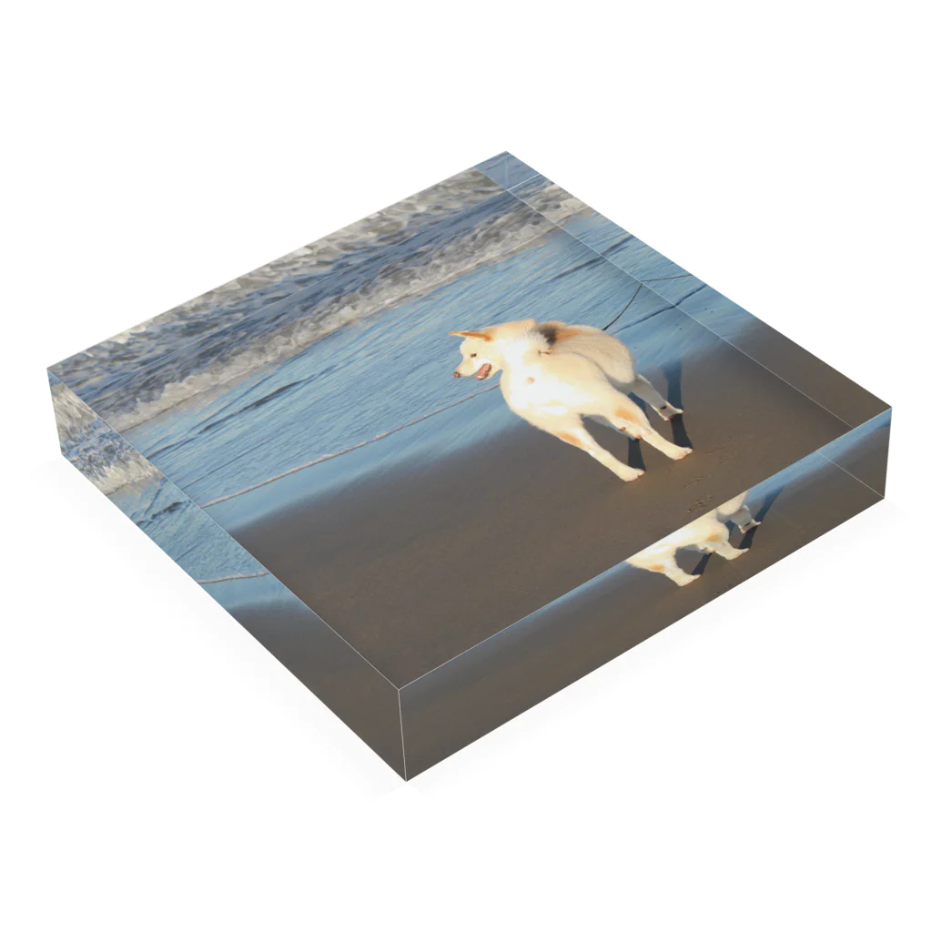 要田詩織のモフShop🐕の白柴シロと海 Acrylic Block :placed flat