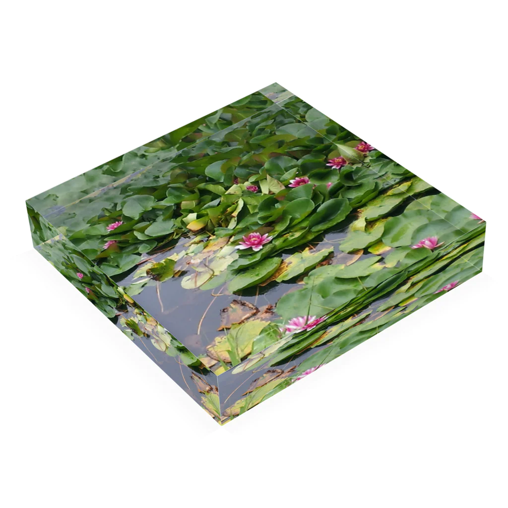 クマ室没注意の池と蓮の花 Acrylic Block :placed flat