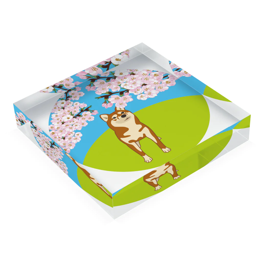 わんらぶの桜道通り行くわんちゃん Acrylic Block :placed flat