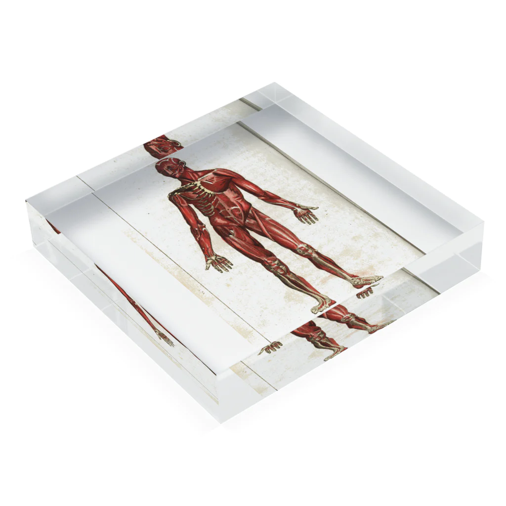 J. Jeffery Print Galleryの人体生理学 Acrylic Block :placed flat