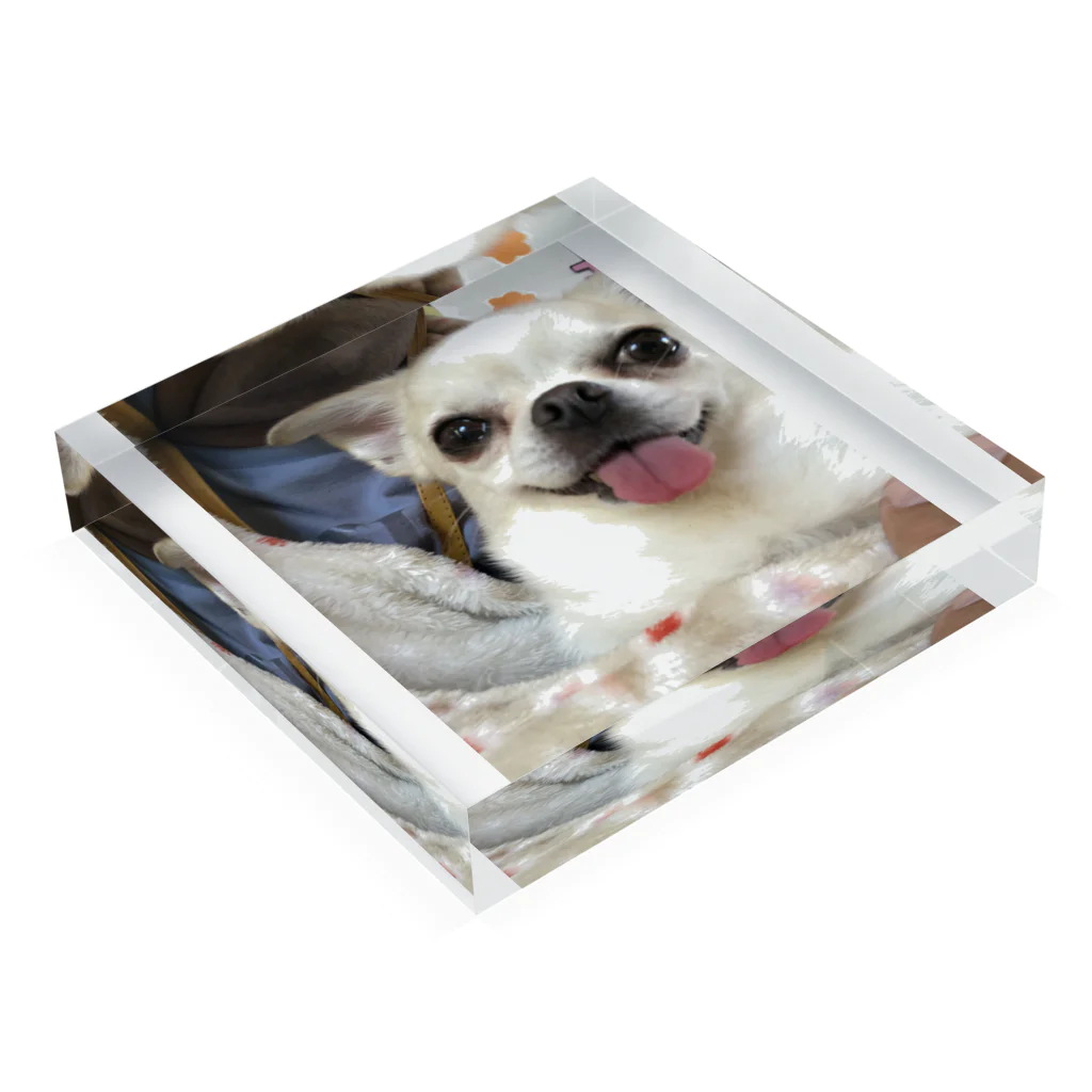 チワワの実夕ちゃんと保護犬保護猫ちゃん達の保護犬のみるたん Acrylic Block :placed flat