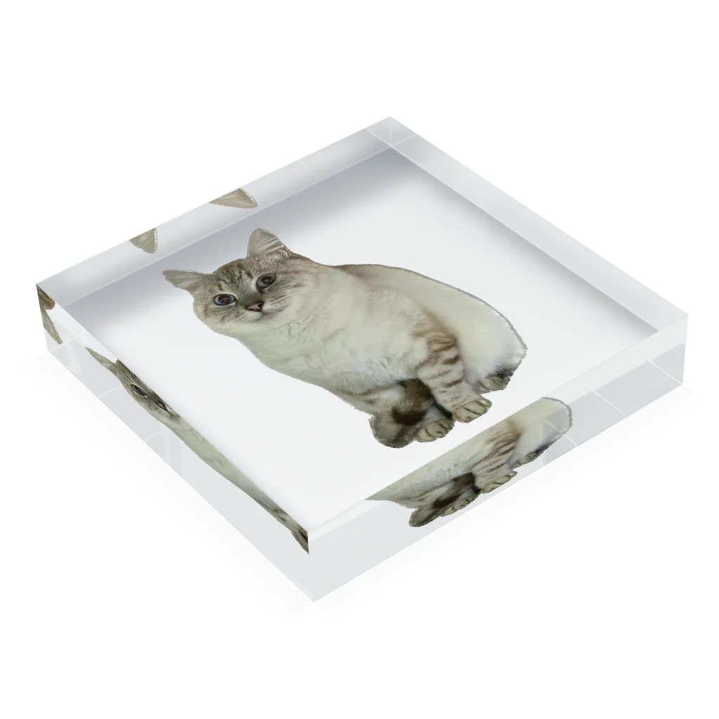 元野良猫しらたまグッズの元野良猫しらたま Acrylic Block :placed flat