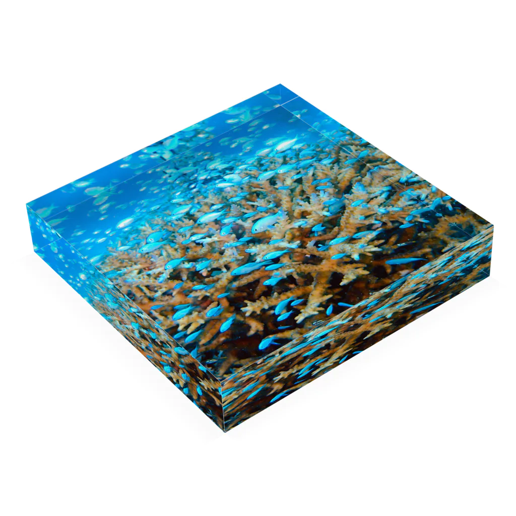 BLUENASHARKのスズメダイたちのパーティー Acrylic Block :placed flat