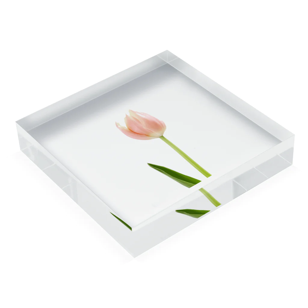 Resembles a floristのtrp.p Acrylic Block :placed flat