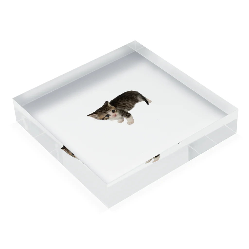 マスターPの小さい猫　ツブちゃん Acrylic Block :placed flat