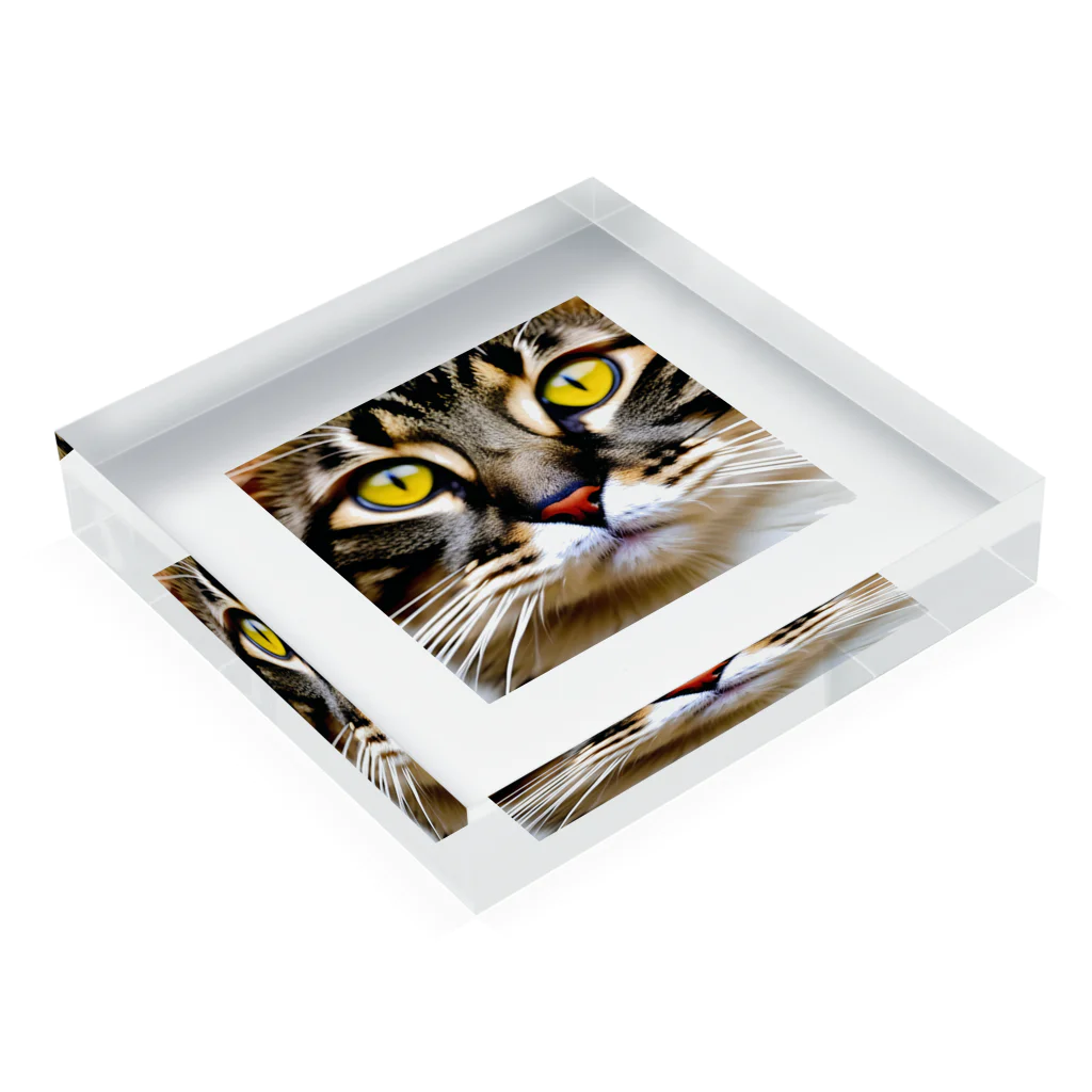 gatto solitario(物寂しげな猫)のドアップな猫！ Acrylic Block :placed flat