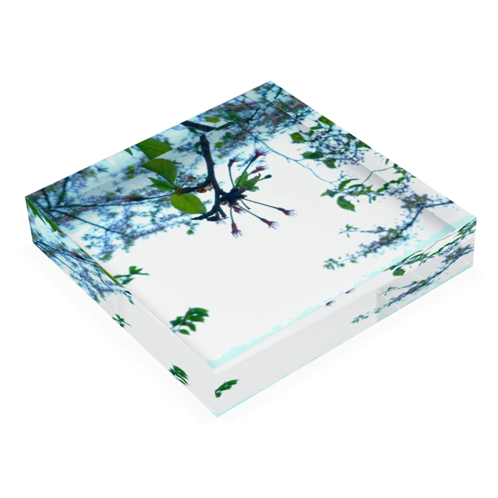 往路ふQろう Official Web Shop (SUZURI店)の優美な葉桜 Acrylic Block :placed flat