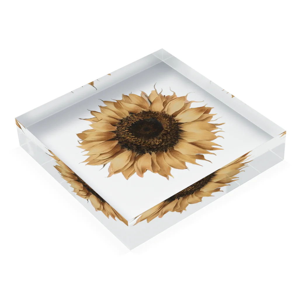 Atelier Petrichor Forestのヒマワリ Sunflower Acrylic Block :placed flat