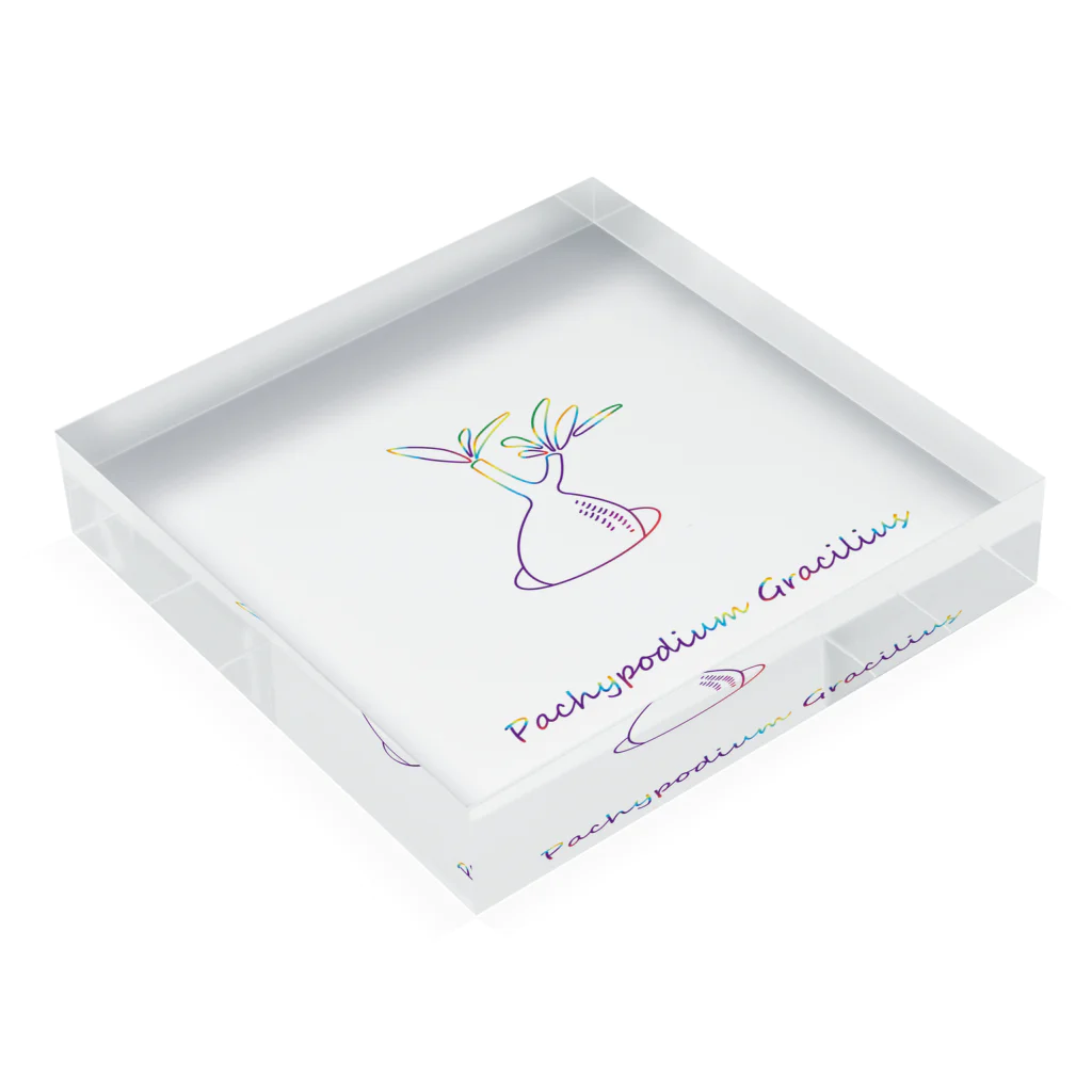 y_s_k_のPachypodium Gracilius Acrylic Block :placed flat