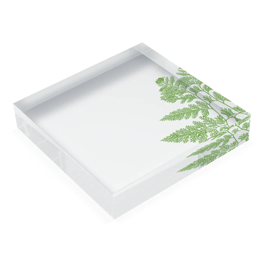 shimaの植物標本_シダ Acrylic Block :placed flat