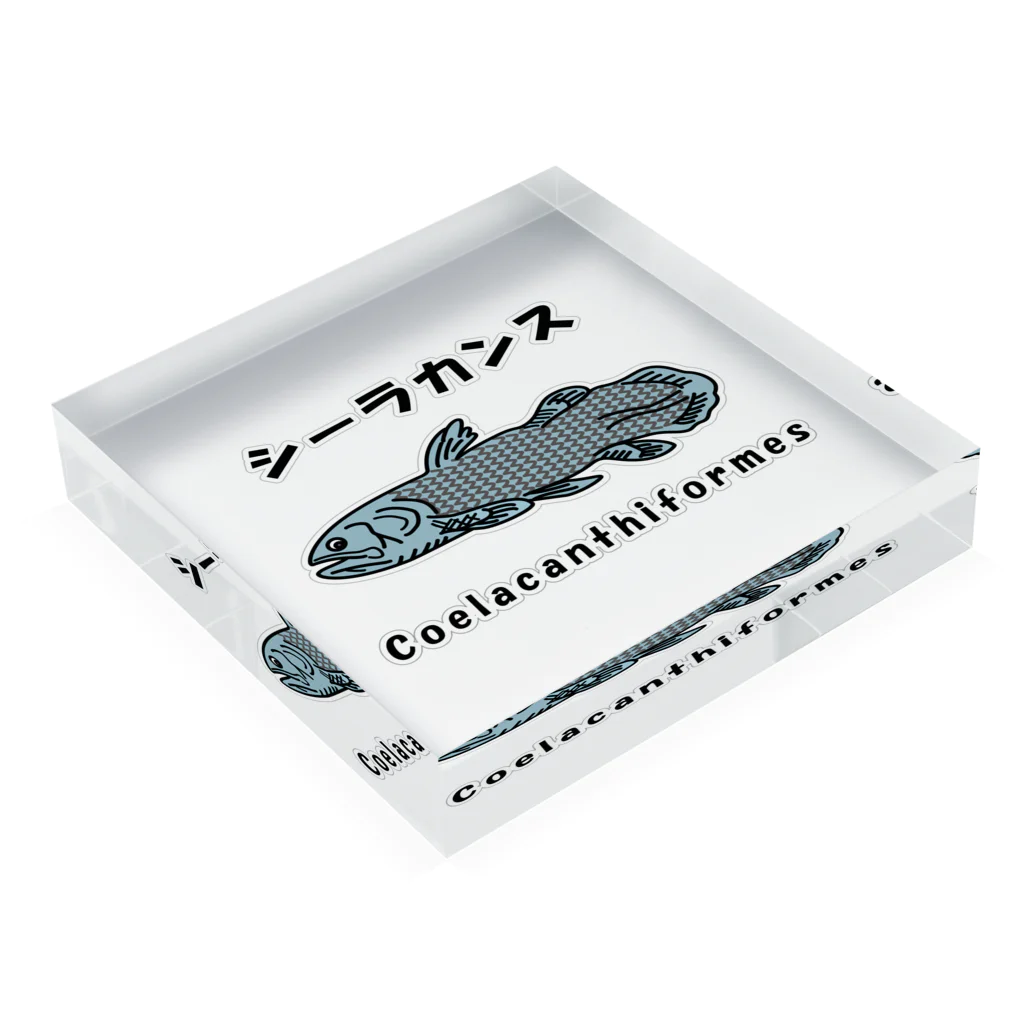 かいほう屋のシーラカンス / Coelacanthiformes アクリルブロックの平置き