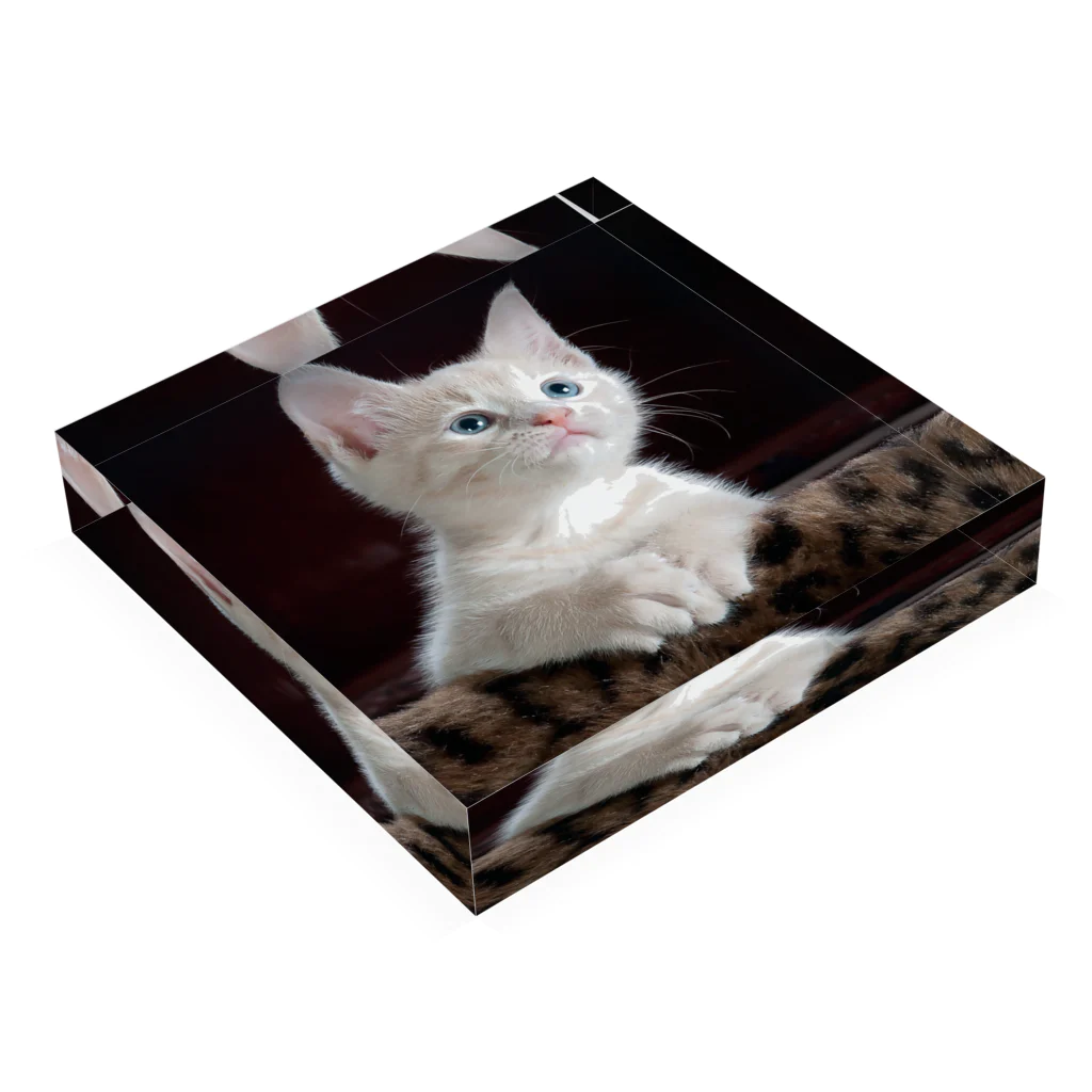 可愛い動物の猫 Acrylic Block :placed flat