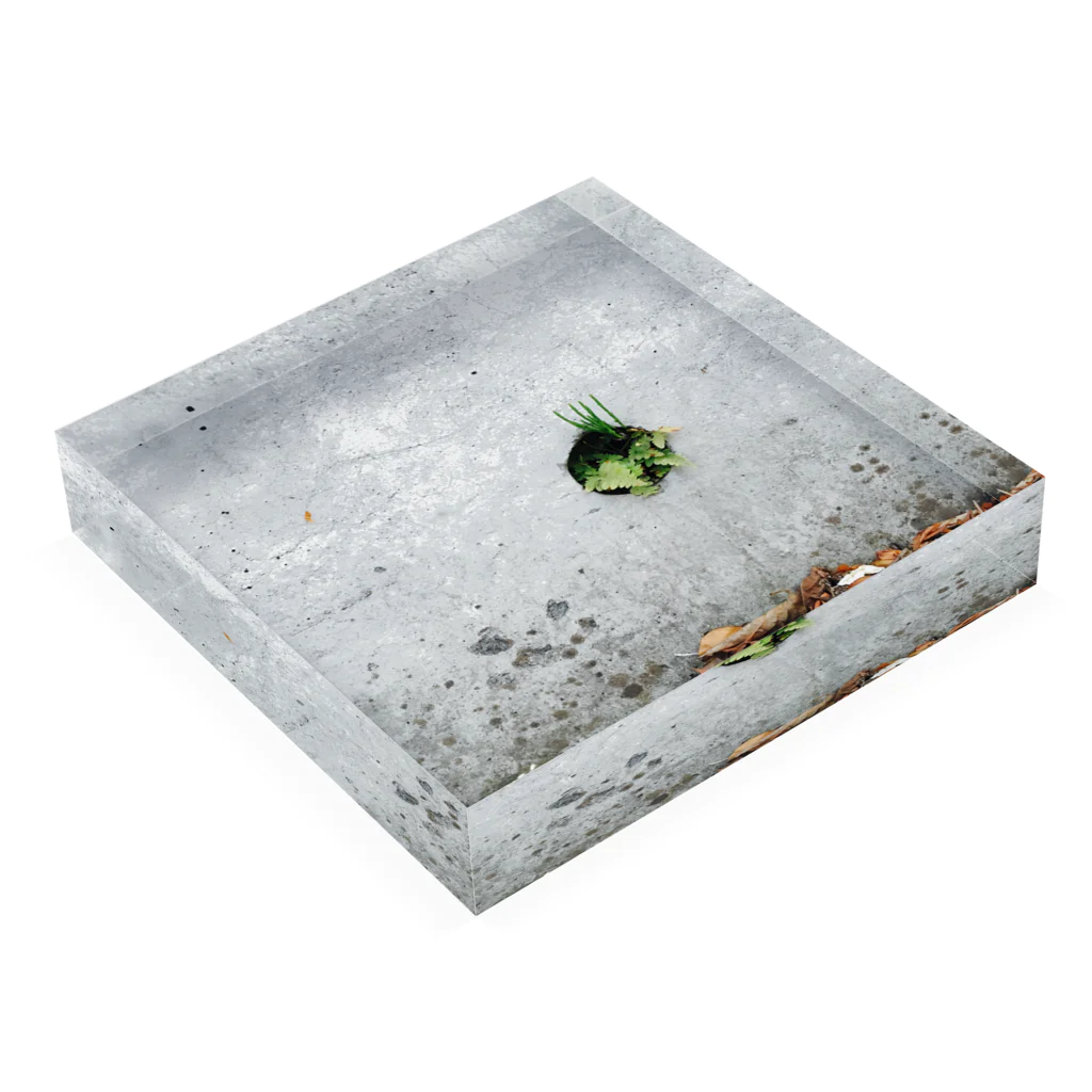 しんしょの穴の森 Acrylic Block :placed flat