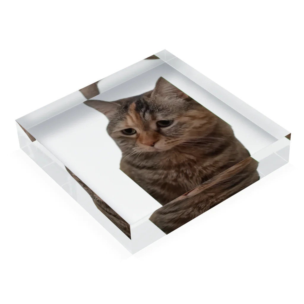 猫ミームグッズの【猫ミーム】叱られる猫 Acrylic Block :placed flat