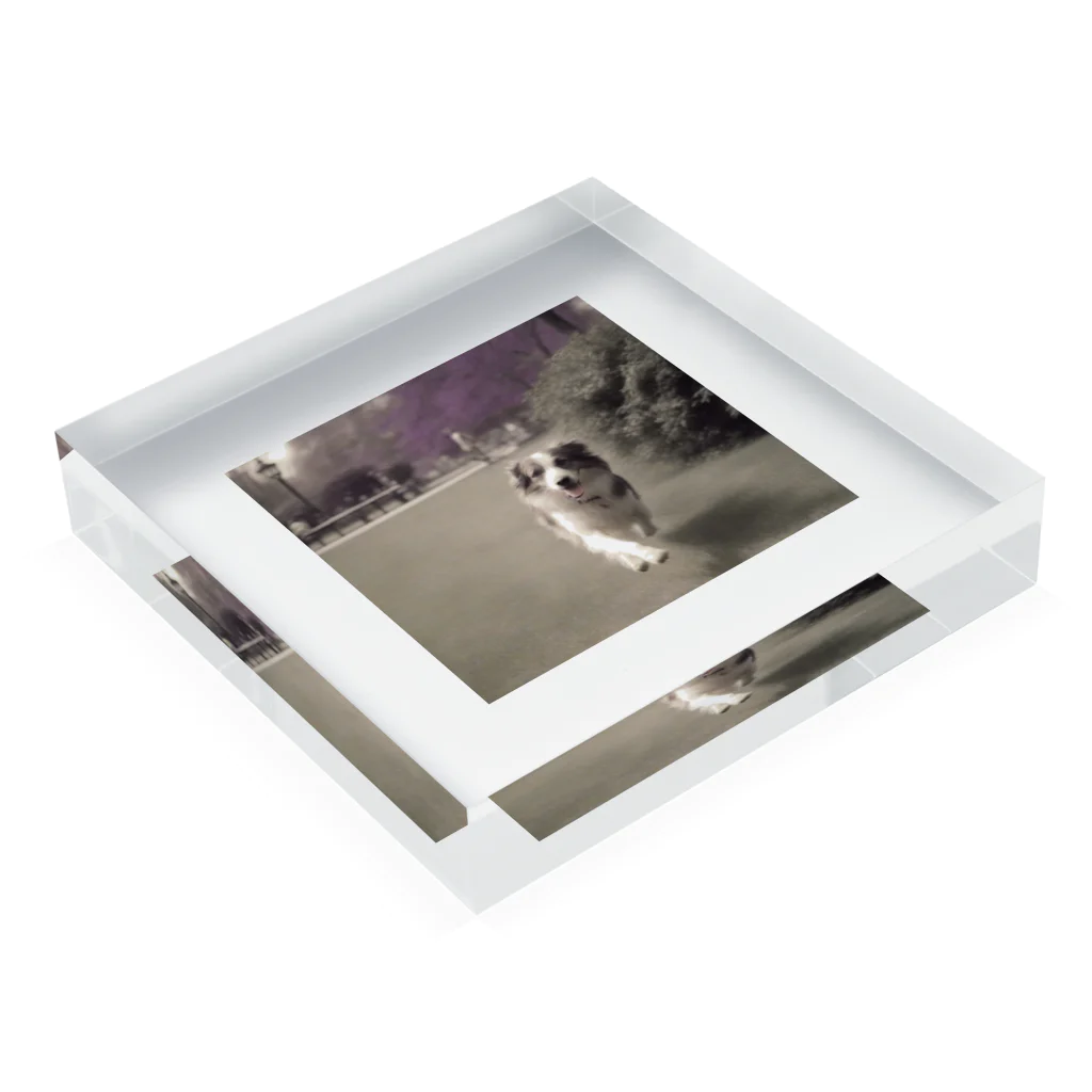 _ryosuke_tvの愛犬 Acrylic Block :placed flat