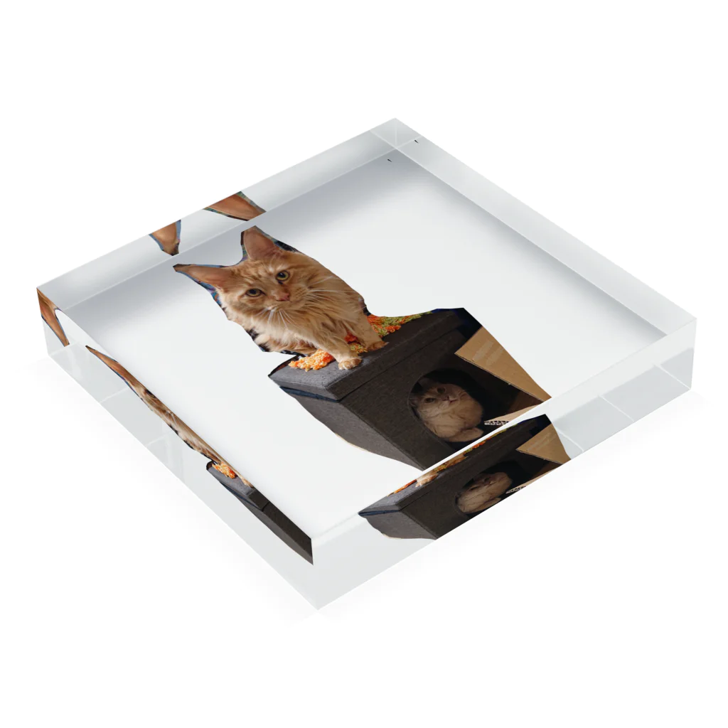 ゴマのような猫の乗ってる猫、乗られてる猫 Acrylic Block :placed flat