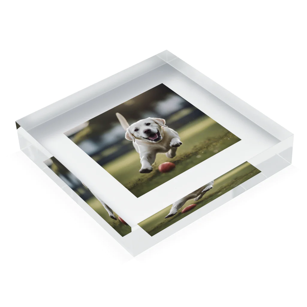 ラブラボのラブラドール・レトリーバー 白 犬 ワンちゃん 可愛い ペット 癒やし アクリルブロックの平置き