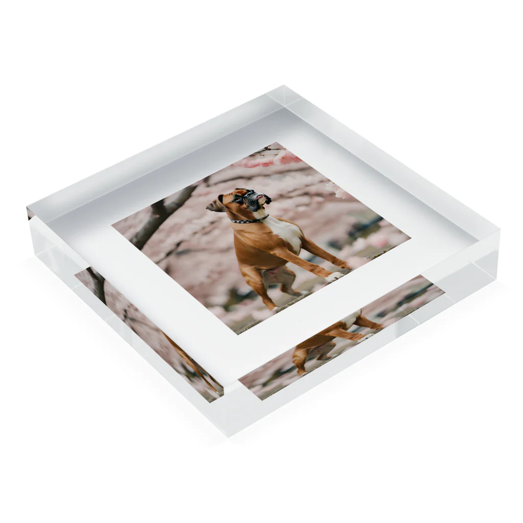 ボクサー犬が好きなんです❗の桜とボクサー犬 Acrylic Block :placed flat