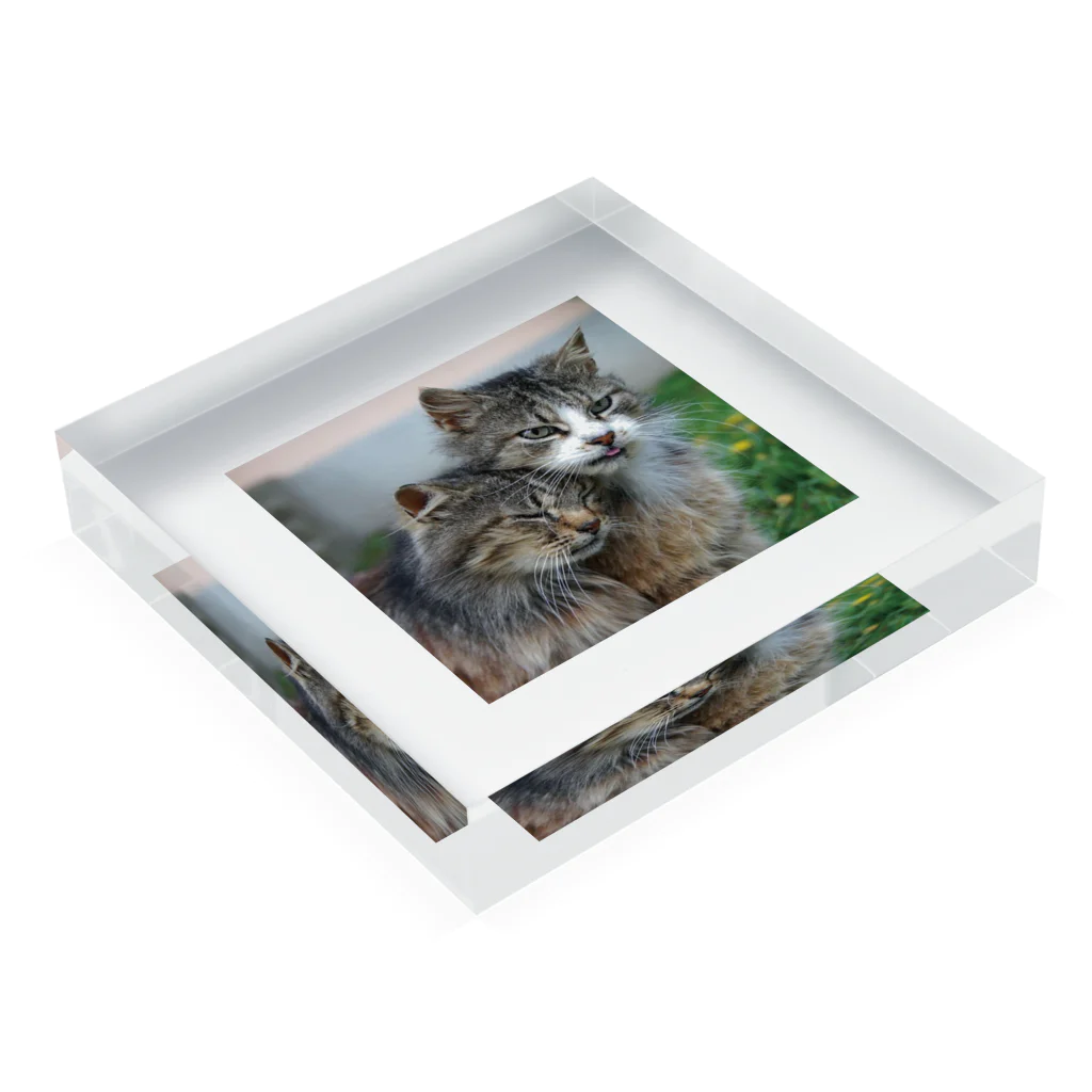 ニゴ猫　shopの愛だろう愛 Acrylic Block :placed flat