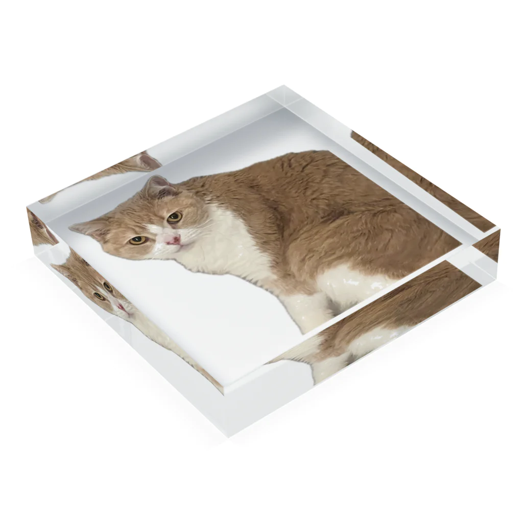 Mashlyのマシロくん猫グッズ Acrylic Block :placed flat