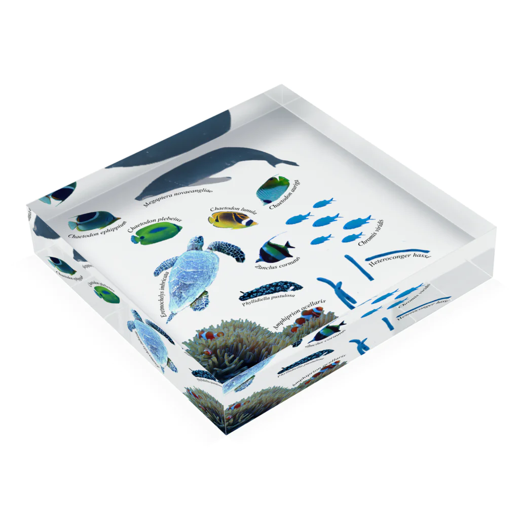 L_arctoaの沖縄の海の生き物 Acrylic Block :placed flat