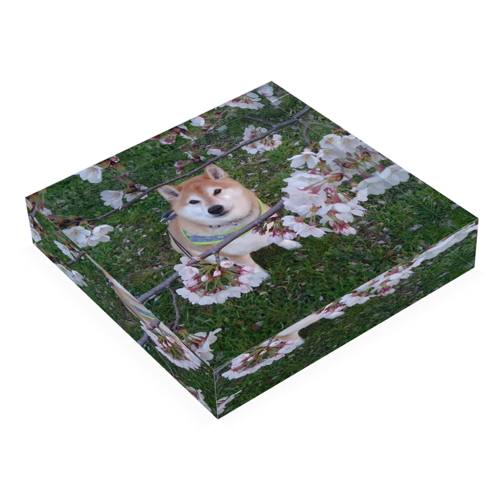 まーすけの桜 Acrylic Block :placed flat